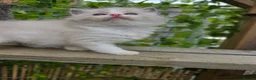 Ragdoll cats for sale: 4 European babies. Champion lines. Tica registered - Advert 11