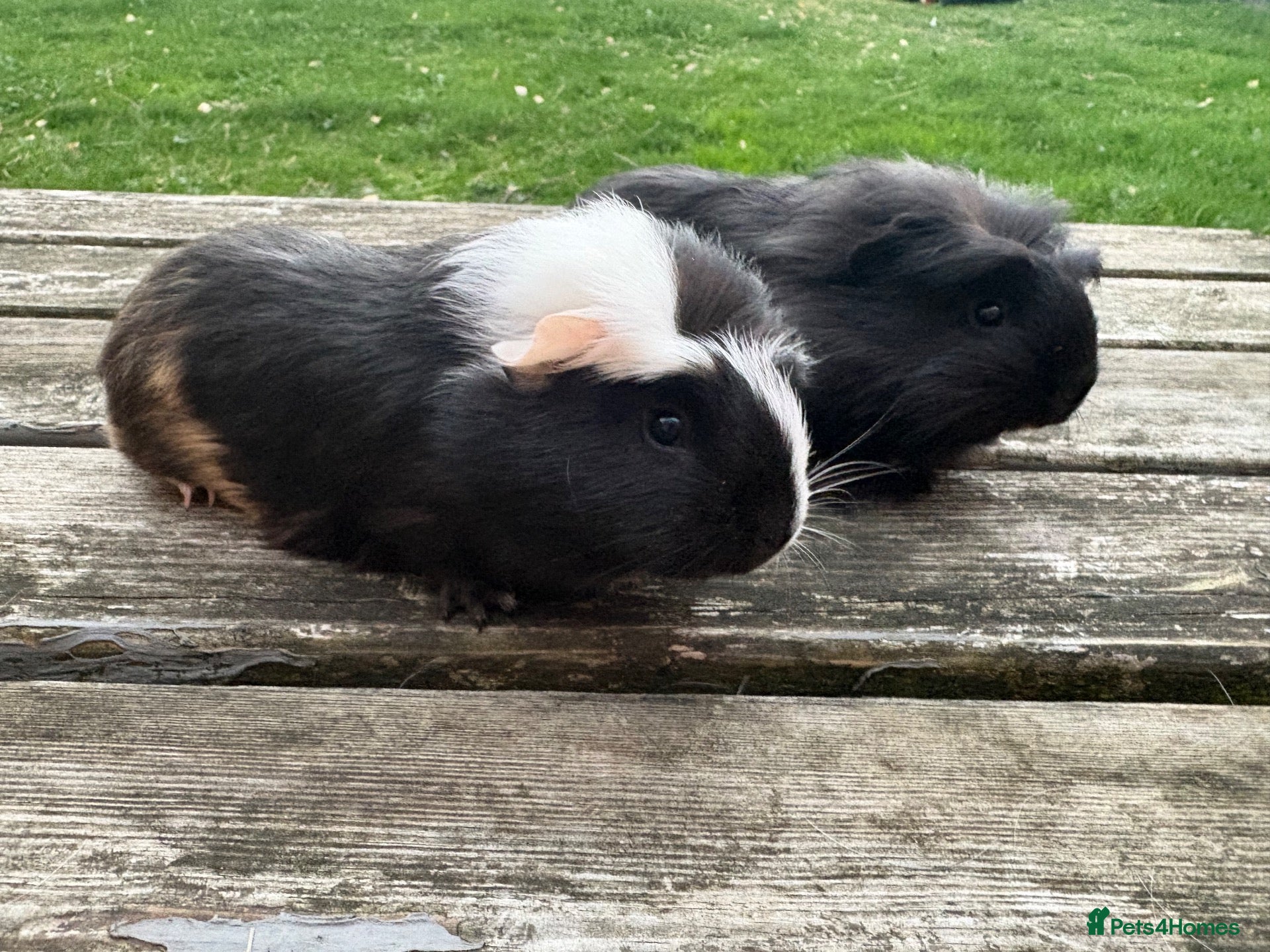Guinea Pig rodents Beautiful guinea pig sows - Advert 1