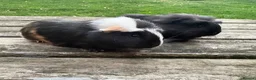 Guinea Pig rodents for sale: Beautiful guinea pig sows - Advert 1