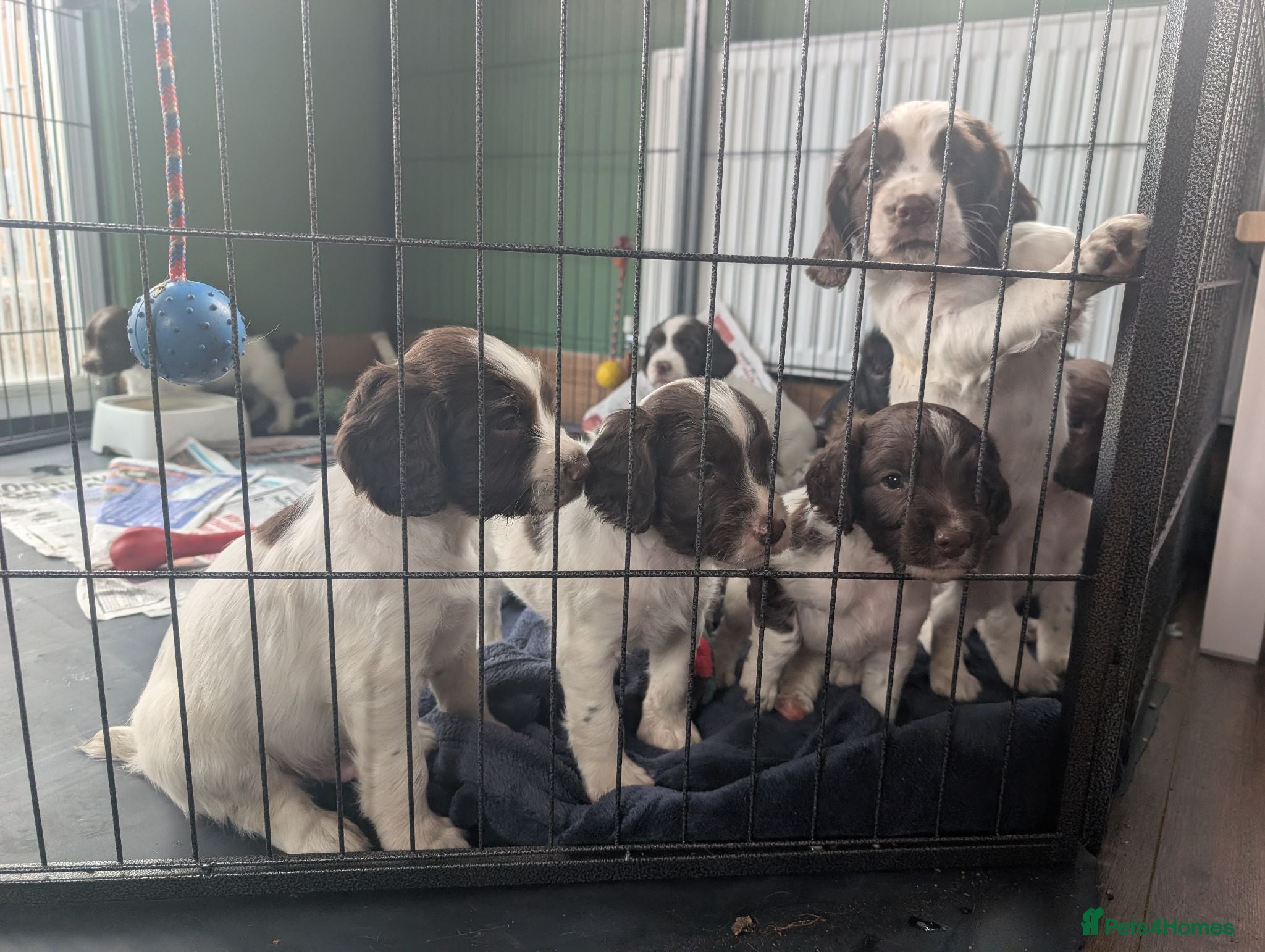 English Springer Spaniel dogs Boy Springer pup for sale  - Advert 1
