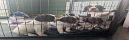 English Springer Spaniel dogs for sale: Boy Springer pup for sale  - Advert 1
