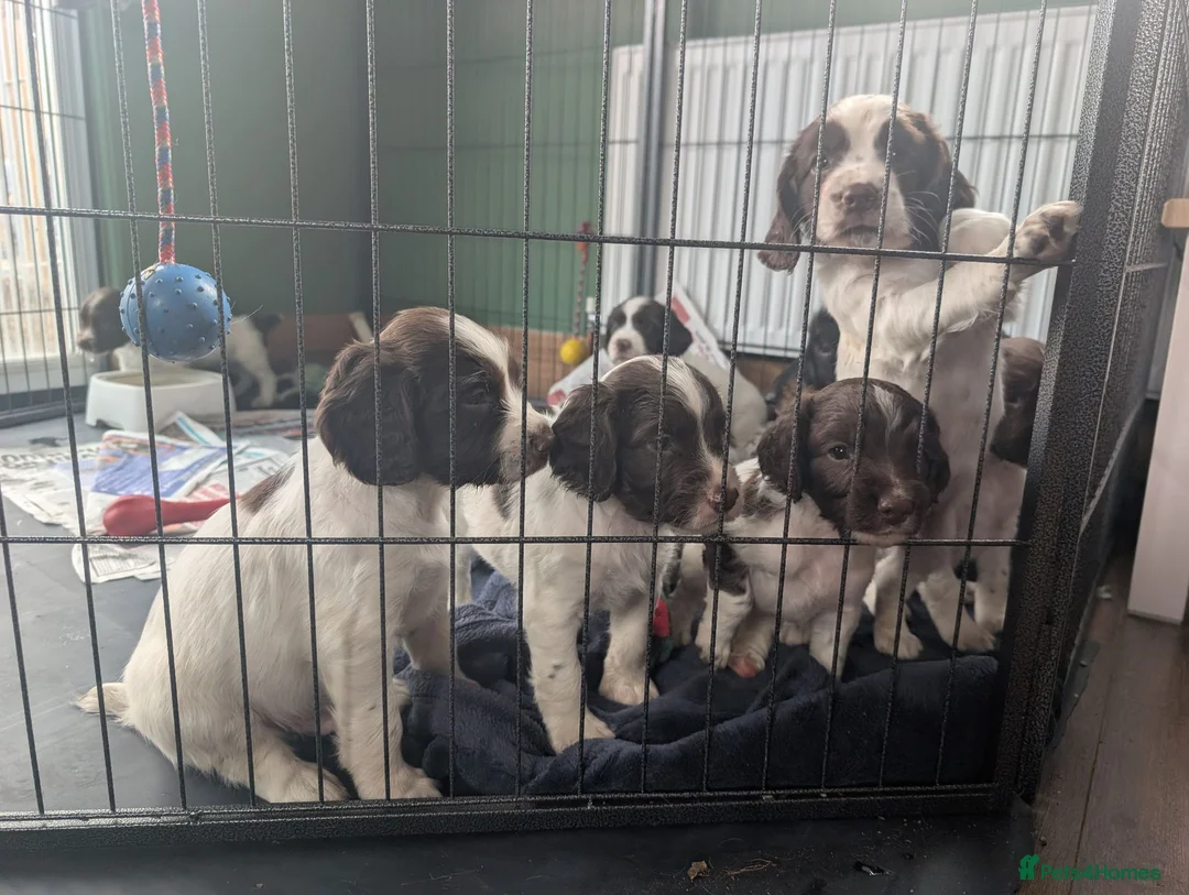 English Springer Spaniel dogs for sale: Boy Springer pup for sale  - Advert 1