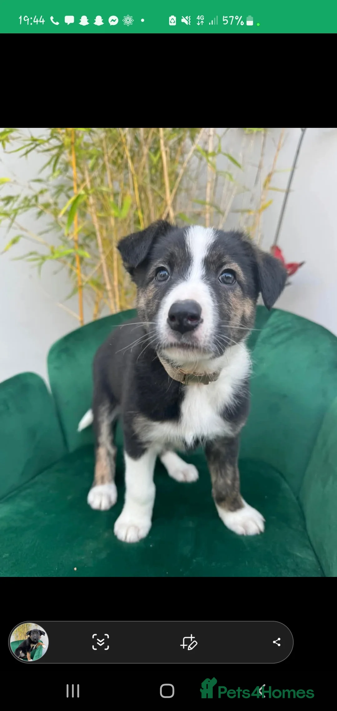 Border Collie dogs for stud: Proven pure bred tri coloured merle collie stud in Fakenham - Advert 22