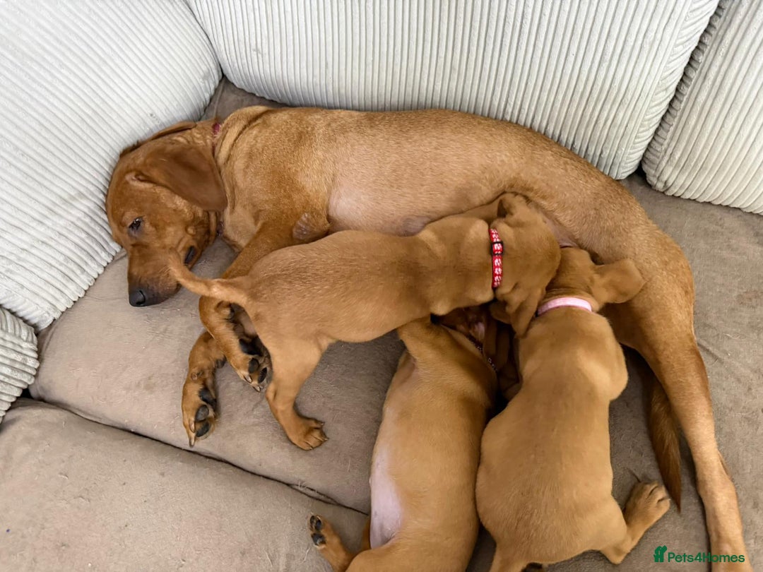 Labrador Retriever dogs for sale: KC Registered Labrador Puppies - Call  **  - Image 3