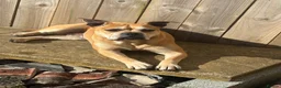 Mixed Breed dogs for sale: American bulldog puppies  - Advert 1