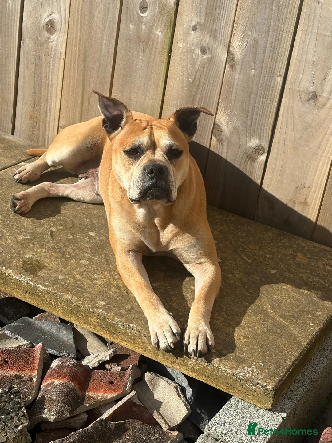 Mixed Breed dogs for sale: American bulldog puppies  - Advert 1