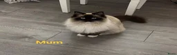 Ragdoll cats for sale: Pure Bred Ragdoll Kittens for Sale in Twickenham - Advert 8