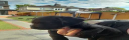 Patterdale Terrier dogs for sale: Pattadale terrier pups in Liverpool - Advert 16