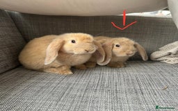 Mini Lop rabbits for sale: Mini Lop Ear - Image 1