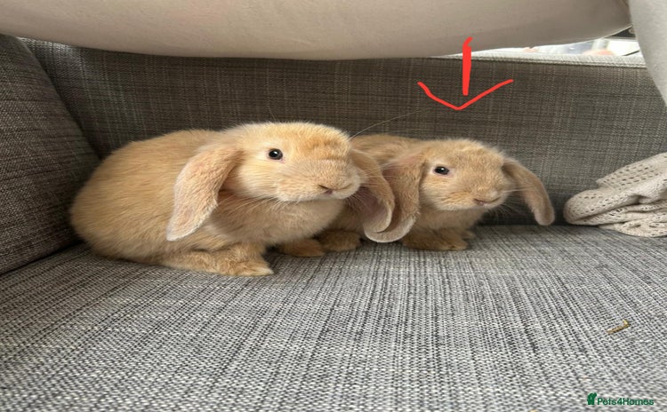 Mini Lop rabbits - Advert 2