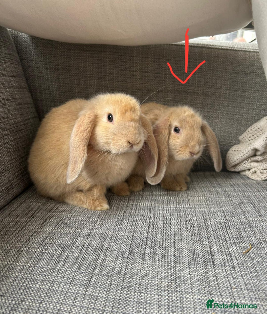 Mini Lop rabbits for sale: Mini Lop Ear - Image 1