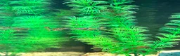 Live Bearers fish for sale: Black bar Endlers  - Advert 2