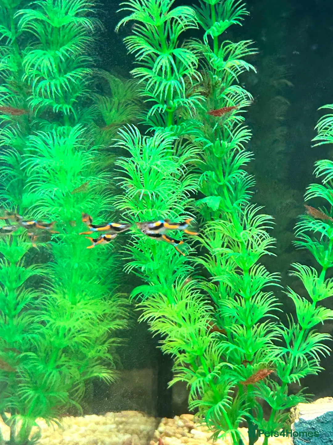 Live Bearers fish for sale: Black bar Endlers  - Advert 2