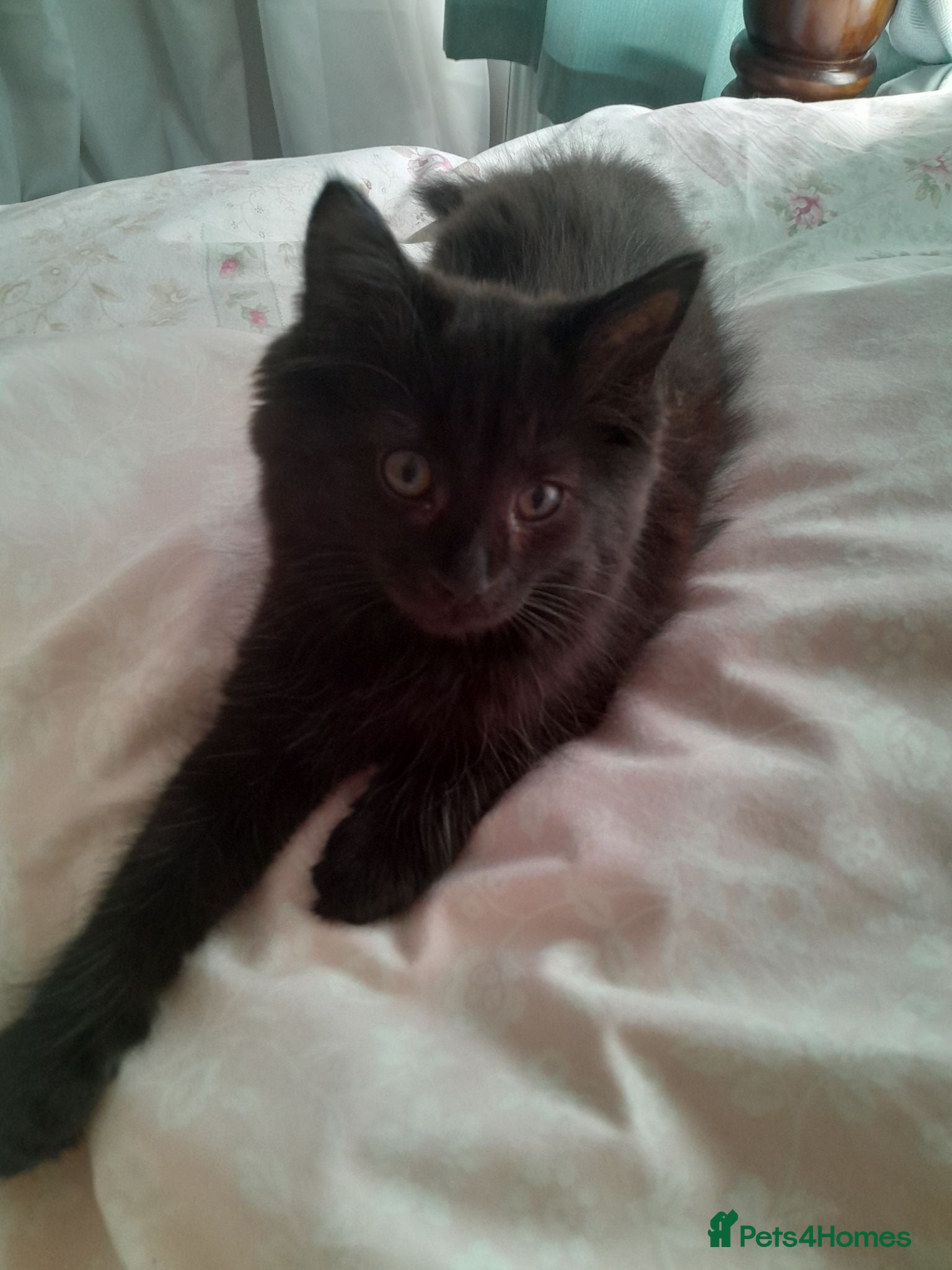 Maine Coon cats Maincoon x female 11 weeks old - Advert 2