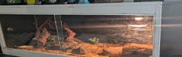 Gecko reptiles for sale: Young and tame leopard gecko in Exeter - Advert 3