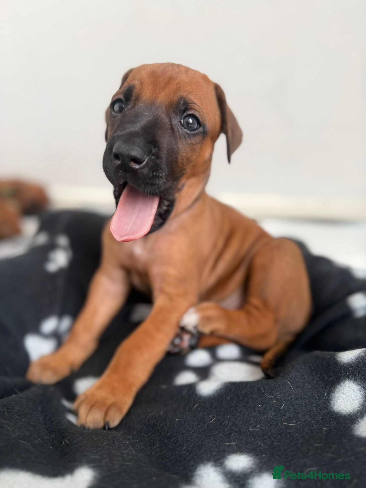 Rhodesian Ridgeback dogs for sale: Stunning KC Registered Rhodesian Ridgeback Puppies - Advert 25