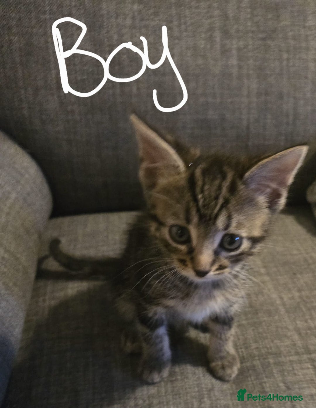 Domestic Shorthair cats for sale: Kittens  - Image 3