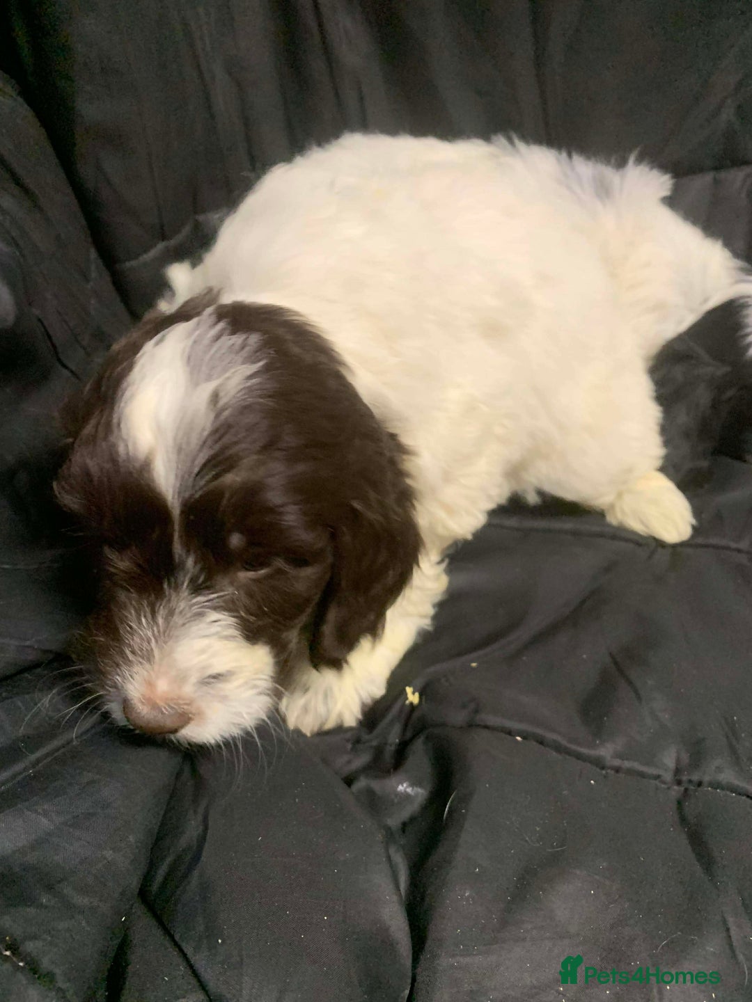 Cockapoo dogs for sale: F1 Cockapoo puppies ready now  - Advert 19