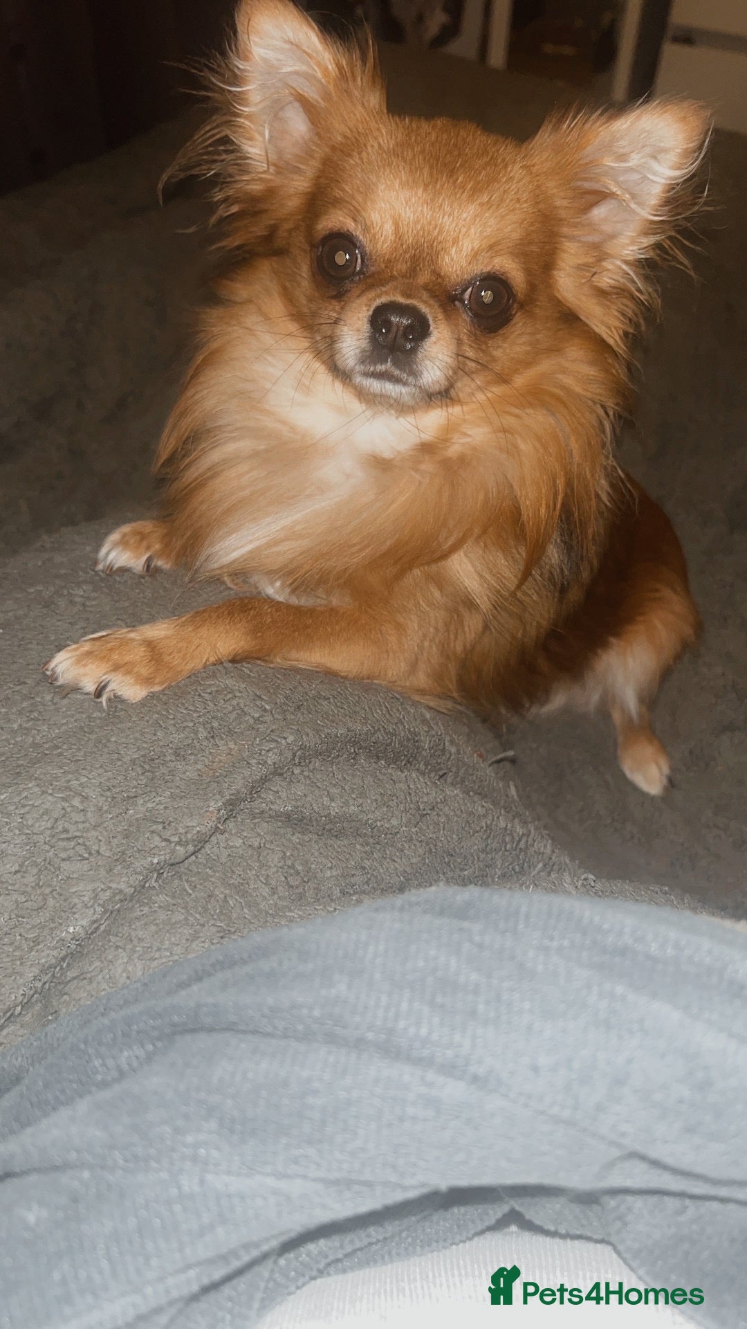 Chihuahua dogs Chihuahua For stud  - Advert 21