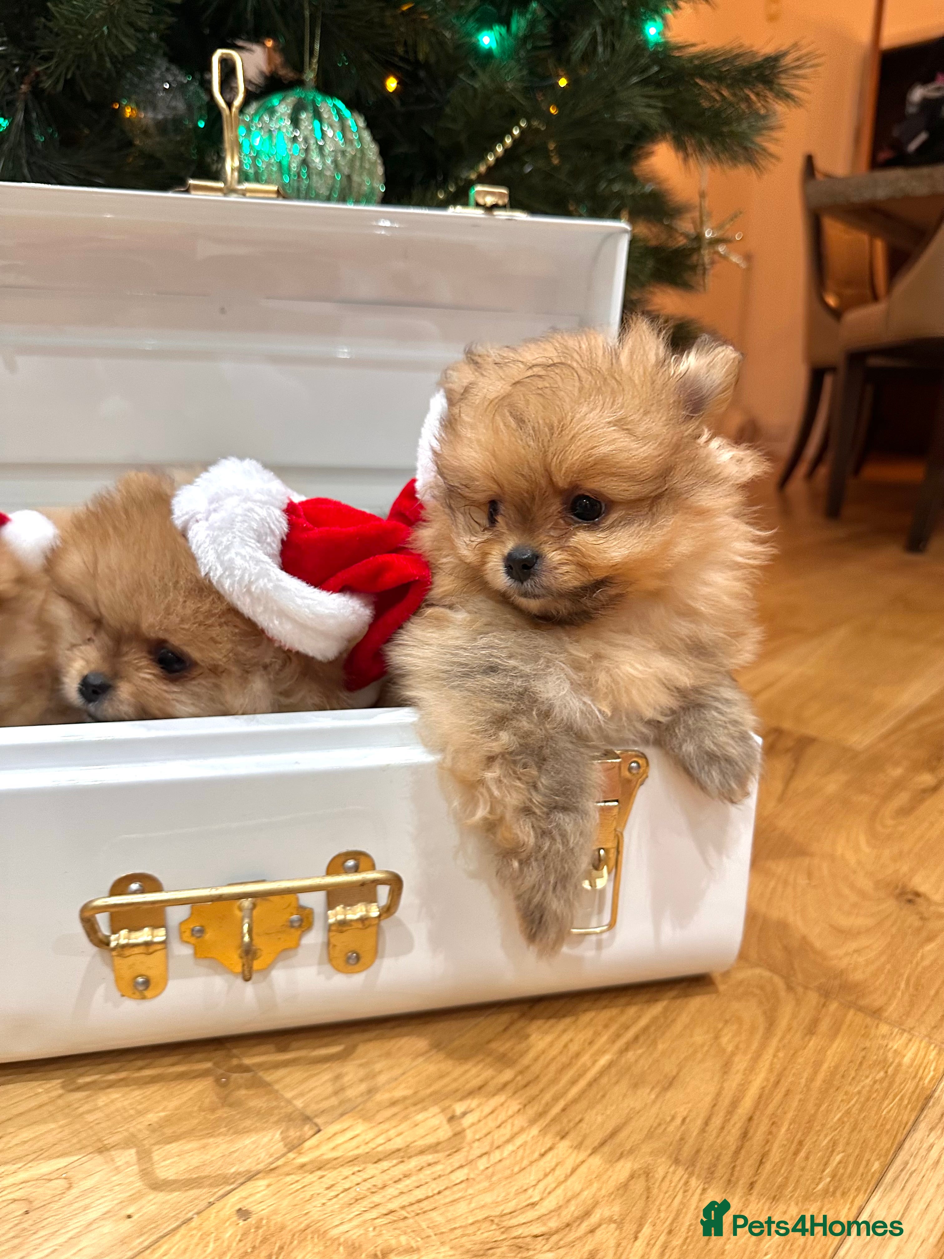 Pomeranian dogs Pomeranian teddy bear face puppies🐶 - Advert 17