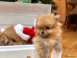Pomeranian dogs Pomeranian teddy bear face puppies🐶 - Advert 4