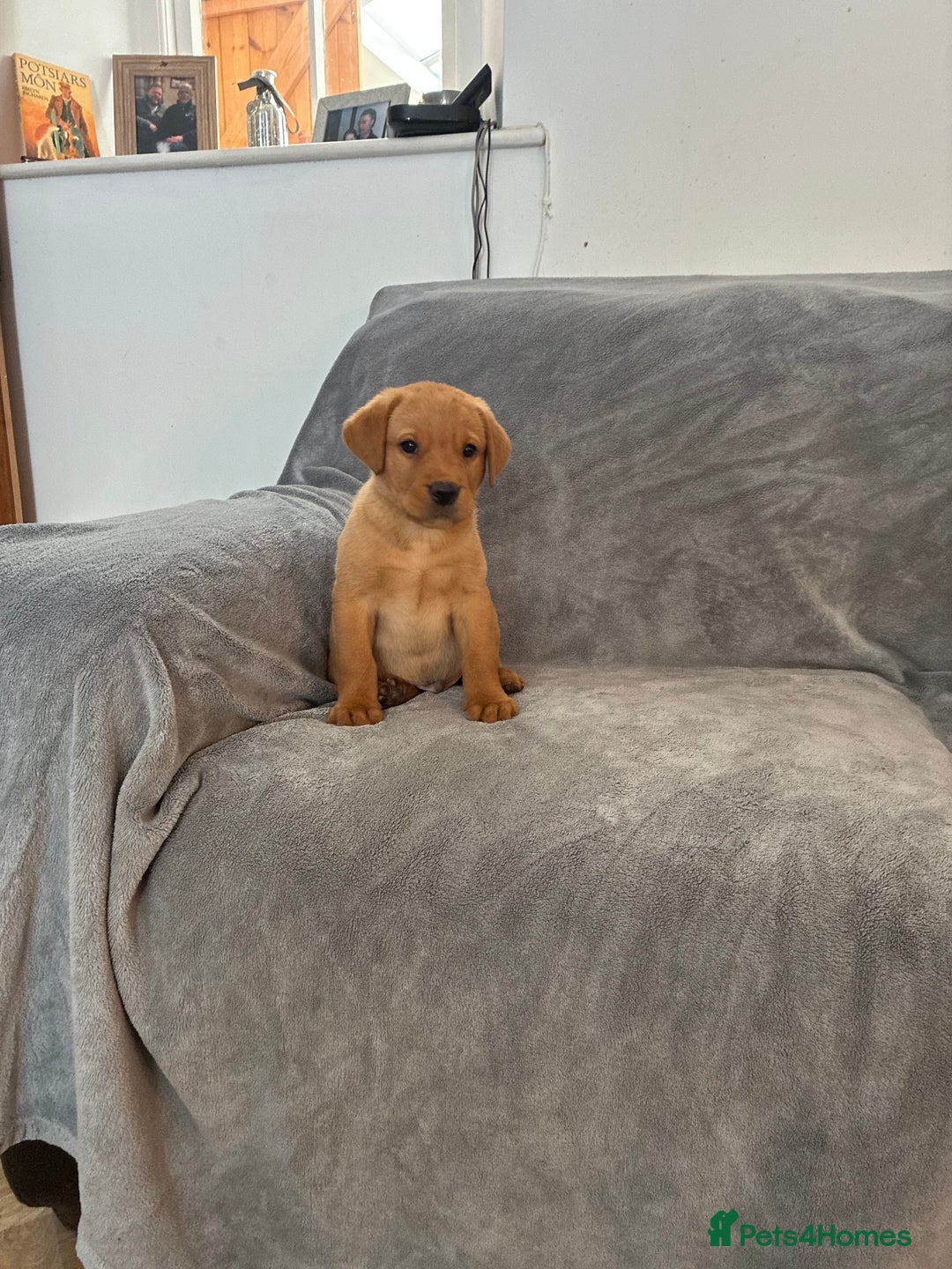 Labrador Retriever dogs for sale: Labrador retriever  - Image 2