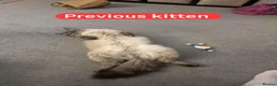Ragdoll cats for sale: Ready now beautiful kittens 2 left - Advert 9