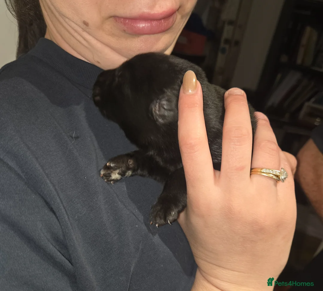 German Shepherd dogs for sale: TOP QUALITY KC REG GSD PUPS  - Advert 2