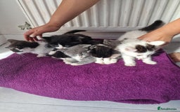 British Shorthair cats for sale: For sale - Image 2