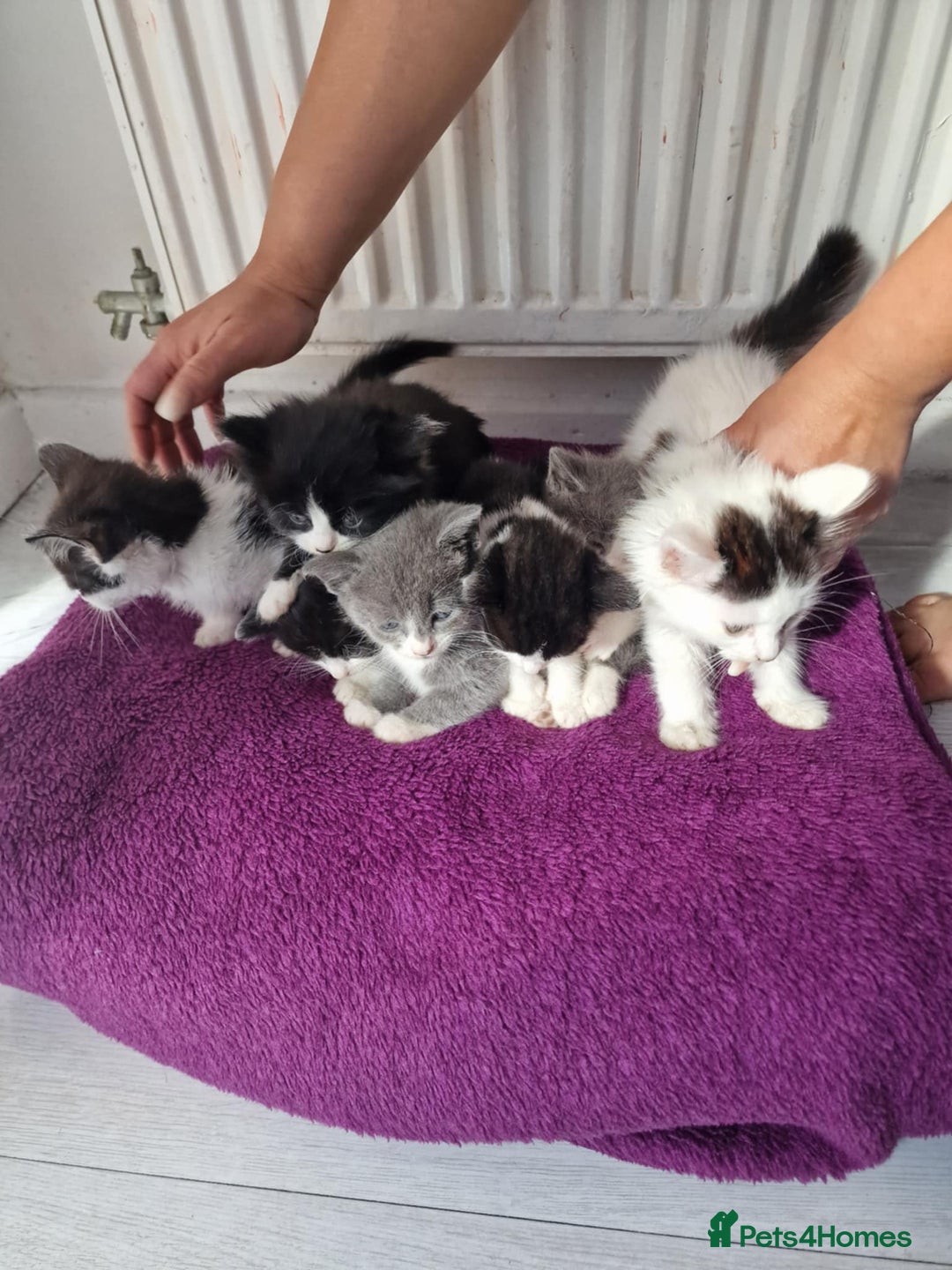 British Shorthair cats for sale: For sale - Image 2