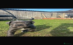 Cane Corso dogs for sale: Cane corso puppies looking for their forever homes - Image 21