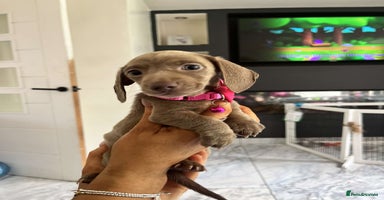 Miniature Dachshund dogs - Advert 20
