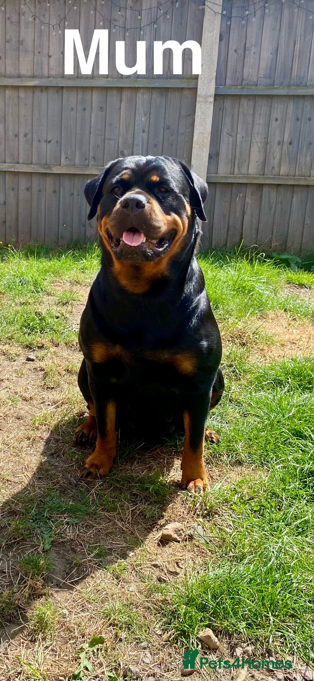 Rottweiler dogs for sale: 🏆(Kc)Champion bloodline Rottweiler puppies. - Image 11