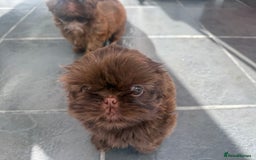 Shih Tzu dogs for sale: Adorable Shih Tzu puppies - Image 3