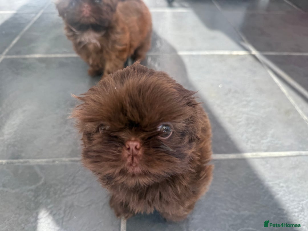 Shih Tzu dogs for sale: Adorable Shih Tzu puppies - Image 3