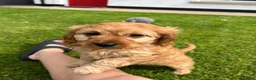 Cavapoo dogs for sale: Cavapoo pups in Bushmills - Advert 5