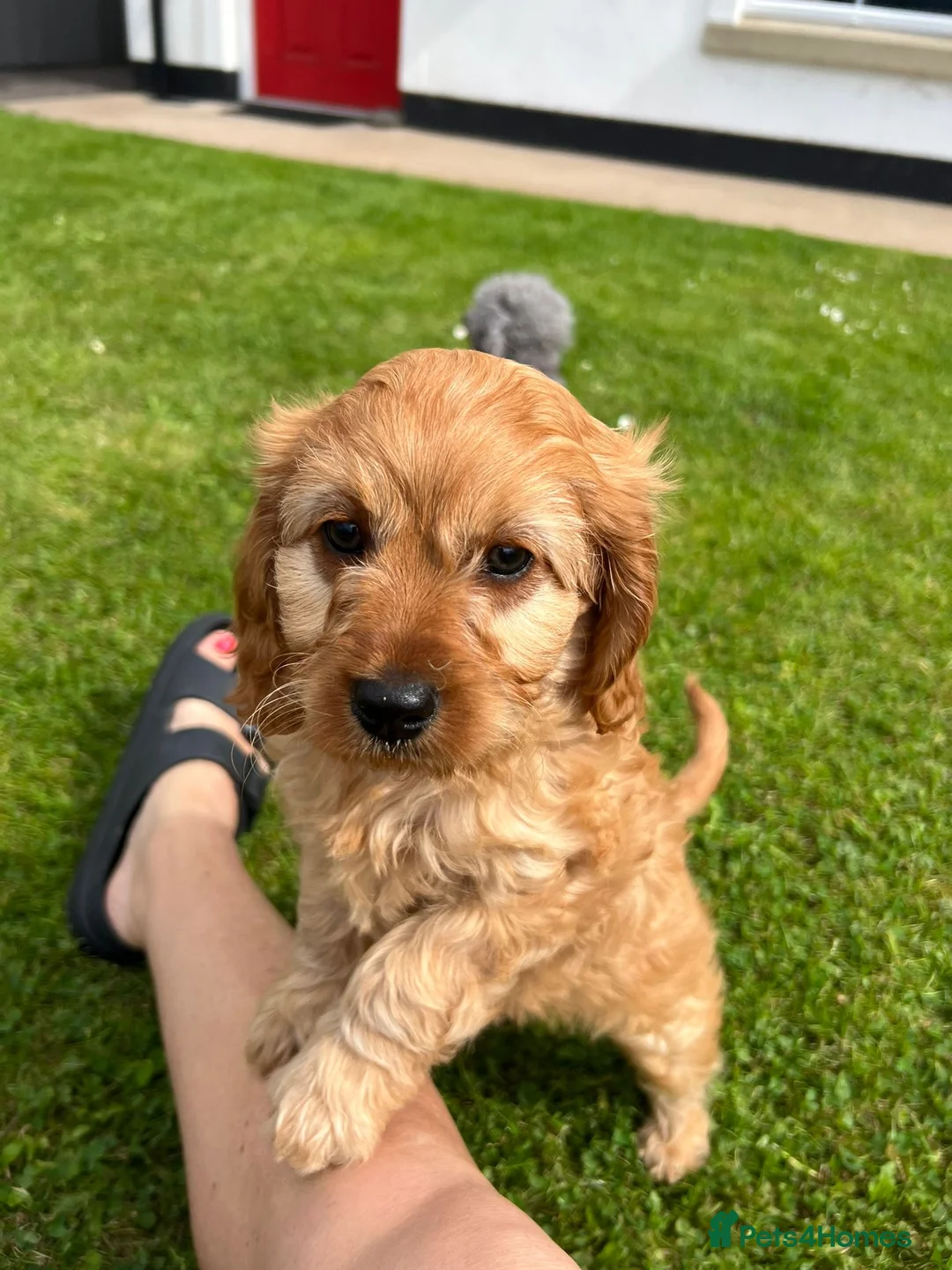 Cavapoo dogs for sale: Cavapoo pups in Bushmills - Advert 5
