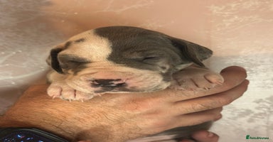 Great Dane dogs - Advert 1