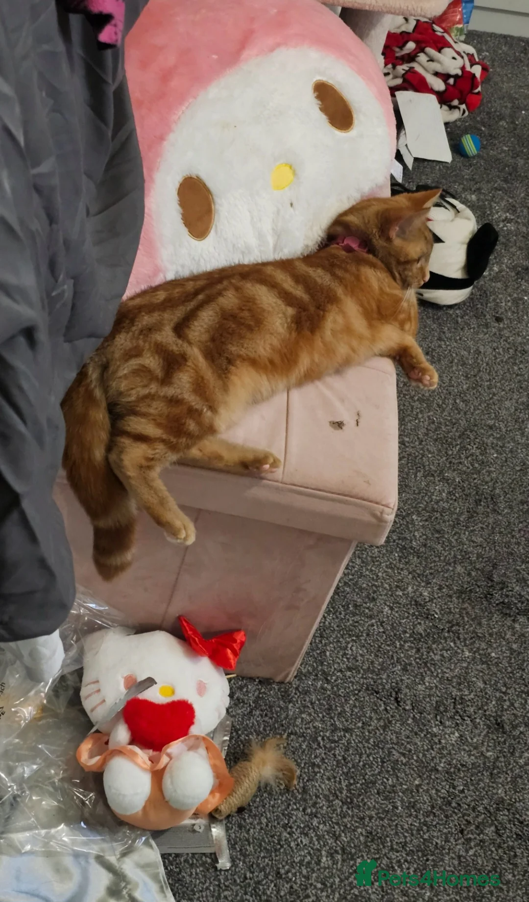 Mixed Breed cats for sale: Ginger female cat - Advert 2