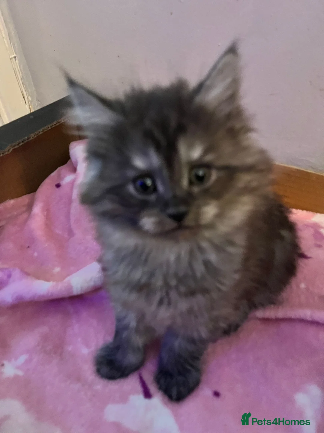 Maine Coon cats for sale: Lynne Durham  - Advert 2