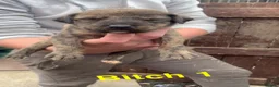 Lurcher dogs for sale: 6 beautiful collie whippet grey x bull greys  - Advert 2