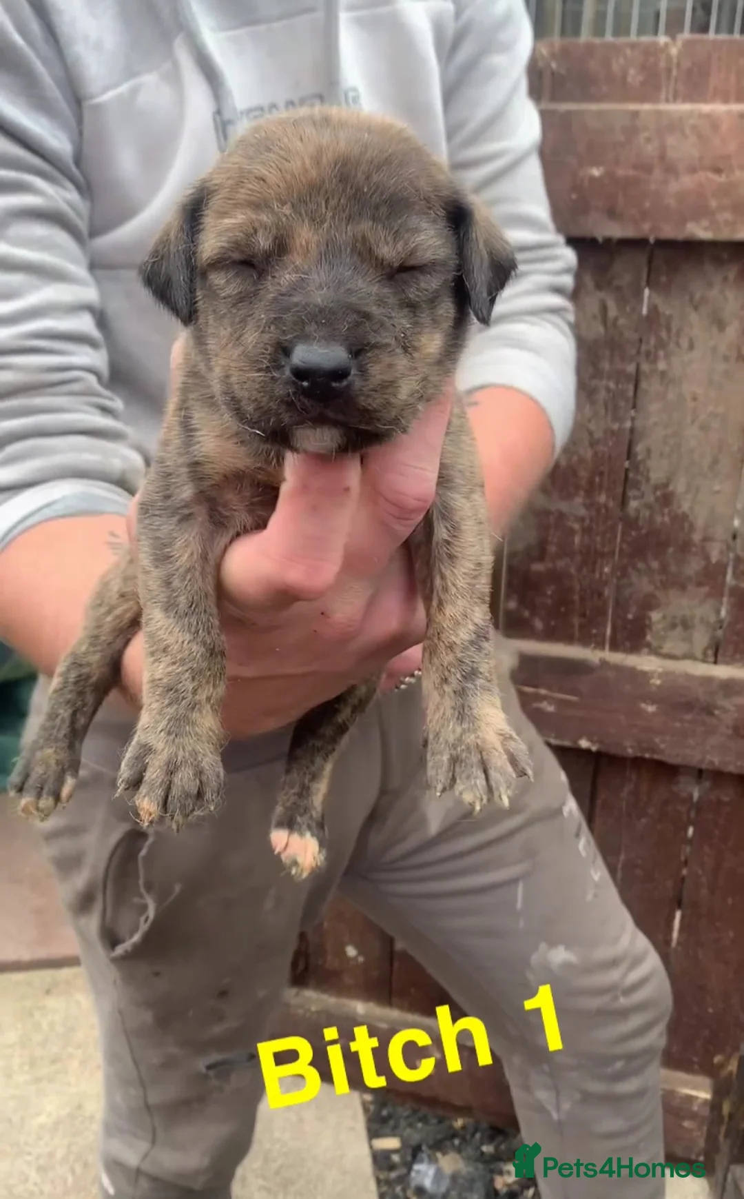 Lurcher dogs for sale: 6 beautiful collie whippet grey x bull greys  - Advert 2