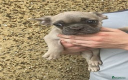 French Bulldog dogs for sale: Beautiful French bulldog puppies  - Image 30