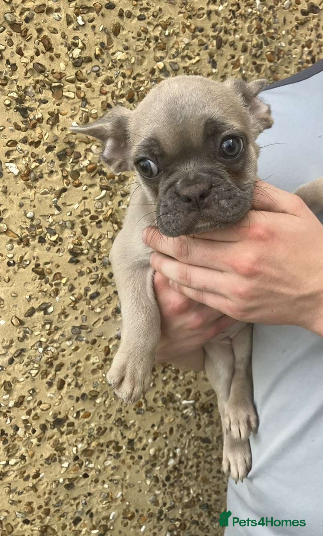 French Bulldog dogs for sale: Beautiful French bulldog puppies  - Image 30