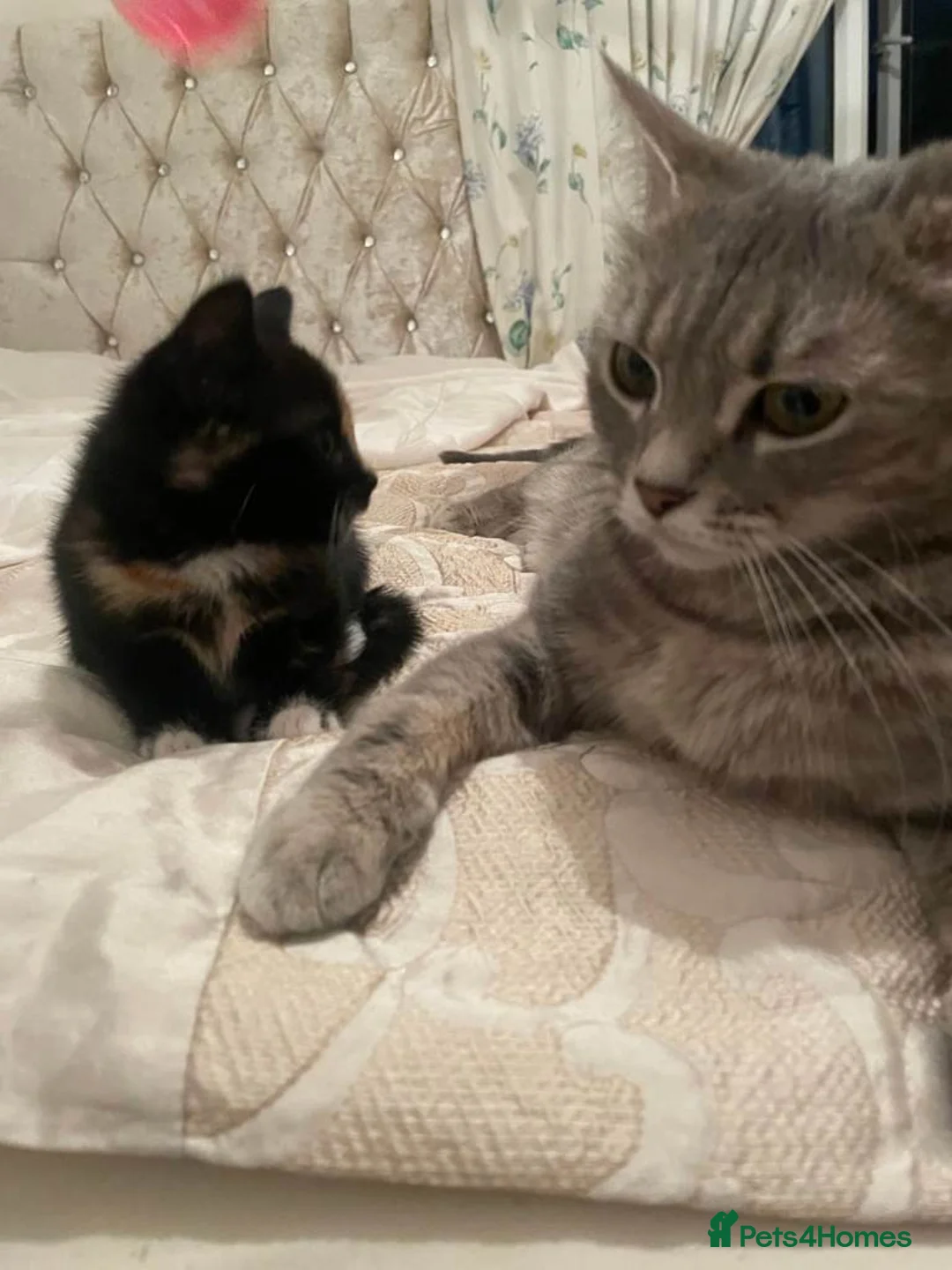 Mixed Breed cats for sale: Scottish Fold /Straight mixed breed kittens, ready - Advert 2