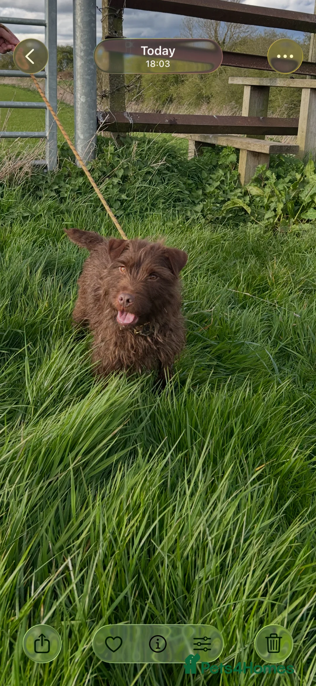 Patterdale Terrier dogs for sale: Patterdale puppies in Doncaster - Advert 1