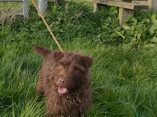 Patterdale Terrier dogs Patterdale puppies - Advert 1
