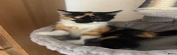 Mixed Breed cats for sale: Calico kitten  in Holsworthy - Advert 3