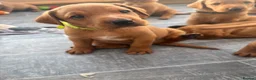 Labrador Retriever dogs for sale: Stunning Fox Red Working Labrador Retriever  in Bolton - Advert 13