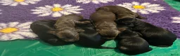 Cocker Spaniel dogs for sale: Cocker Spaniel Puppies in Wishaw - Advert 13